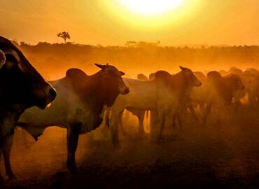 Investimentos do governo reforça serviço de defesa sanitária das culturas produzidas em Rondônia; Estado tem o maior rebanho nacional dentro das áreas livres de febre aftosa