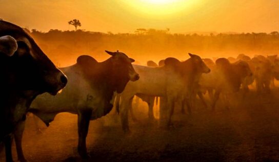 Investimentos do governo reforça serviço de defesa sanitária das culturas produzidas em Rondônia; Estado tem o maior rebanho nacional dentro das áreas livres de febre aftosa