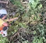 Equipes removem árvores caídas após temporal e reforçam cuidados durante mudanças climáticas