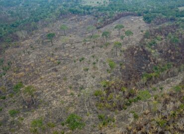 Ibama identifica uso do fogo para ampliar desmatamento e pastagens no Amazonas