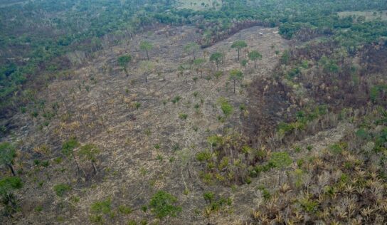 Ibama identifica uso do fogo para ampliar desmatamento e pastagens no Amazonas
