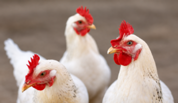 Após México, Malásia também suspende compra de frango de todo o Brasil