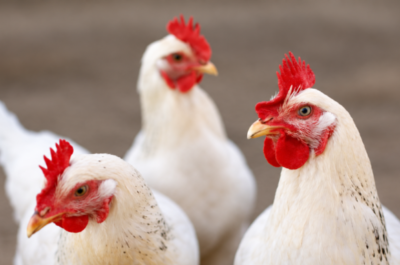 Após México, Malásia também suspende compra de frango de todo o Brasil