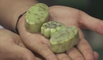 Estudantes do Amapá criam sabonete esfoliante sustentável a partir de caroços de açaí