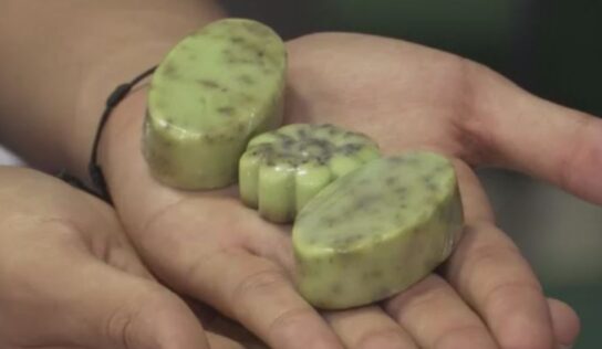 Estudantes do Amapá criam sabonete esfoliante sustentável a partir de caroços de açaí