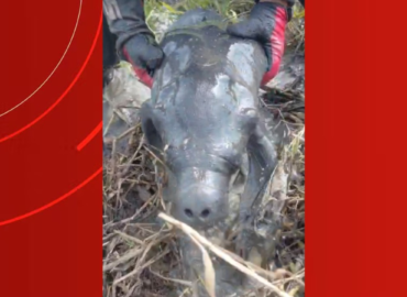 Filhote de peixe-boi é resgatado por pilotos de motocross após ficar preso em lago que secou em Parintins