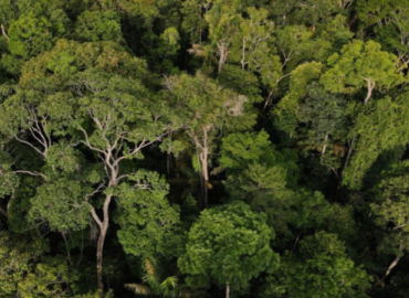 Amazonas mantém 94,6% de vegetação, mas enfrenta avanço de pressões em fronteiras e na BR-319, aponta MapBiomas