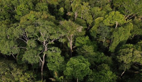 Amazonas mantém 94,6% de vegetação, mas enfrenta avanço de pressões em fronteiras e na BR-319, aponta MapBiomas