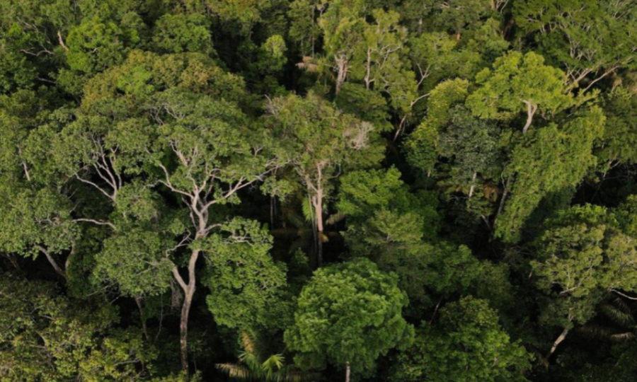 Amazonas mantém 94,6% de vegetação, mas enfrenta avanço de pressões em fronteiras e na BR-319, aponta MapBiomas