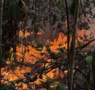 Incêndios florestais avançam há mais de duas semanas em Itacoatiara, destroem plantações e ameaçam casas