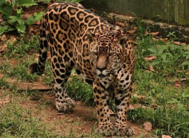 Aos 25 anos, onça-pintada de zoológico em Manaus entra para o Guinness como a mais velha do mundo em cativeiro