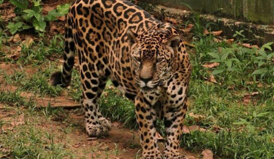 Aos 25 anos, onça-pintada de zoológico em Manaus entra para o Guinness como a mais velha do mundo em cativeiro