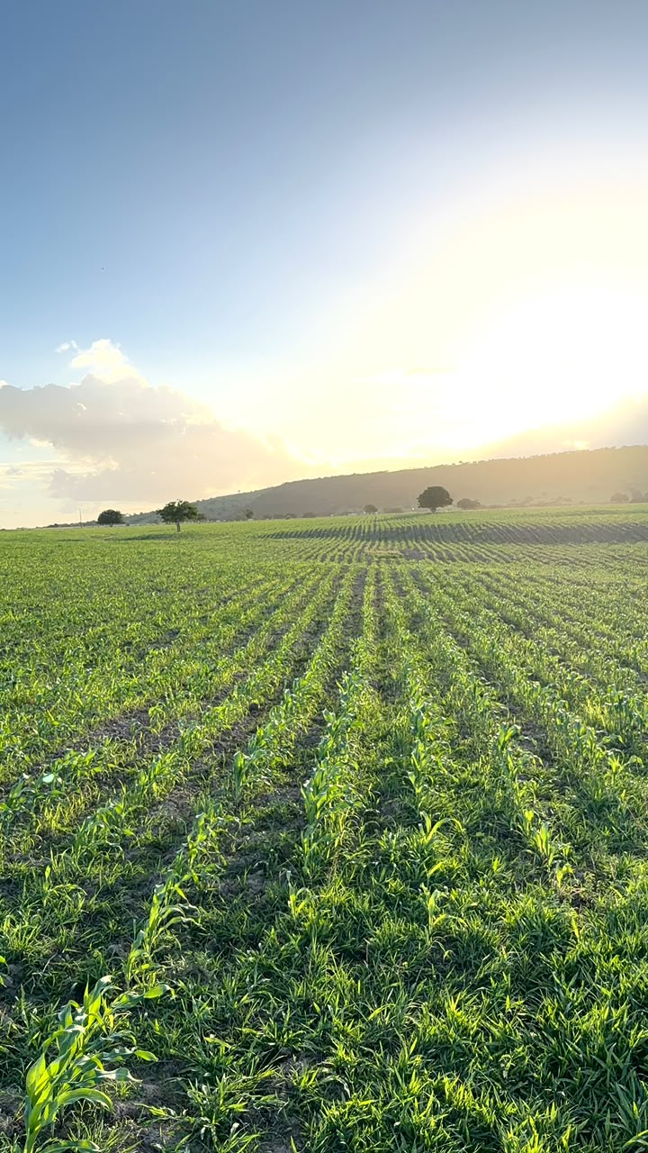 Fazenda de Nadson O Ferinha - Foto: Divulgação