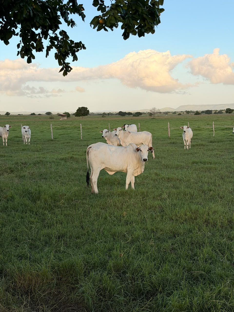 Fazenda de Nadson O Ferinha - Foto: Divulgação