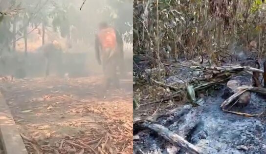 Queimadas destroem plantações e elevam em até 100% preço de derivados da mandioca em Parintins