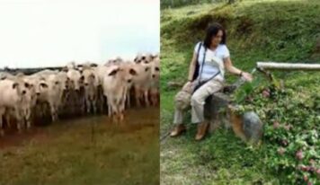 Aos 79 anos, atriz veterana comandou fazenda de gado de elite e trocou a TV pela vida no interior em SP