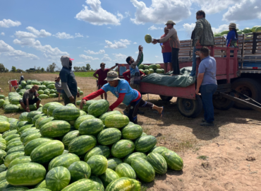 De 300 para 20 mil pés: como agricultora multiplicou produção de melancia em Boa Vista