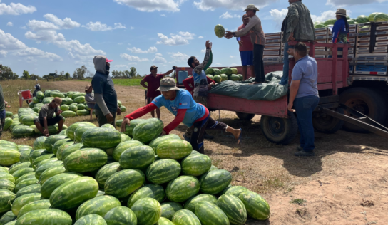 De 300 para 20 mil pés: como agricultora multiplicou produção de melancia em Boa Vista