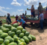 De 300 para 20 mil pés: como agricultora multiplicou produção de melancia em Boa Vista