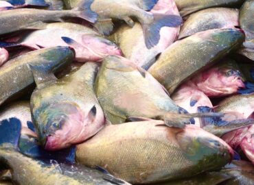 Após tambaqui entrar em lista de espécies ameaçadas, ministro garante que pesca e venda não serão proibidas