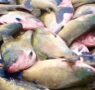 Após tambaqui entrar em lista de espécies ameaçadas, ministro garante que pesca e venda não serão proibidas